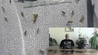 видео: Активизация на доматеният миниращ молец / Откриване на молеца и начини за неговото елиминиране. картинка: Активизация на доматеният миниращ молец / Откриване на молеца и начини за неговото елиминиране.