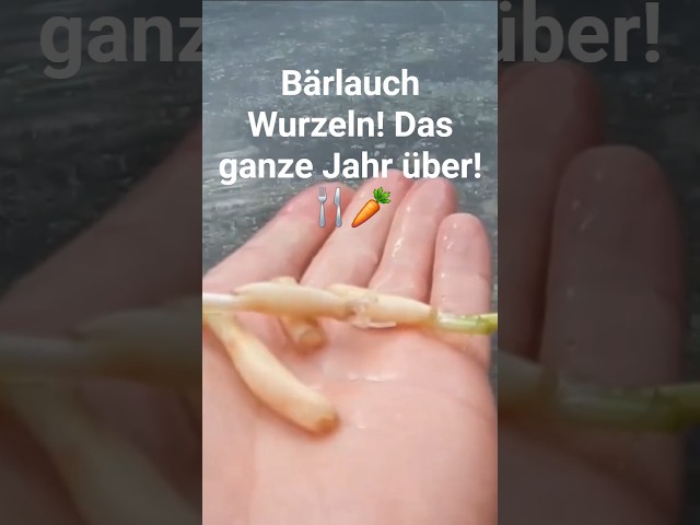 Bärlachwurzeln ausgraben zum essen. Das ganze Jahr über möglich. #kräuter #essbarewurzeln