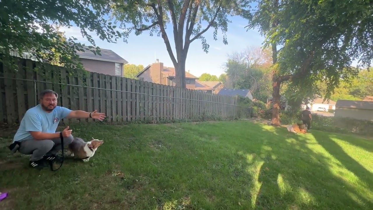 Dog Behavior Tip - How to Stop Corgis from Fighting