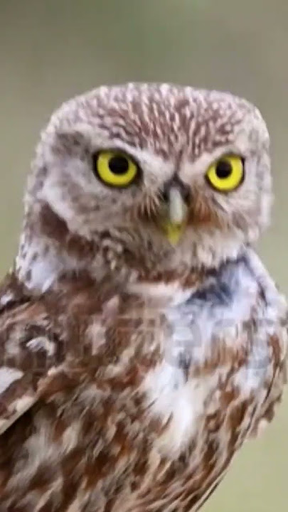 Little owl (Athene noctua) makes disturbing sounds. #birdsounds #birdwatching #birdslover