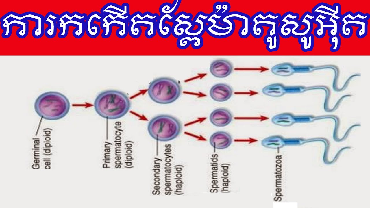 កំណស្ពែម៉ាតូសូអ៊ីត Spermatogenesis