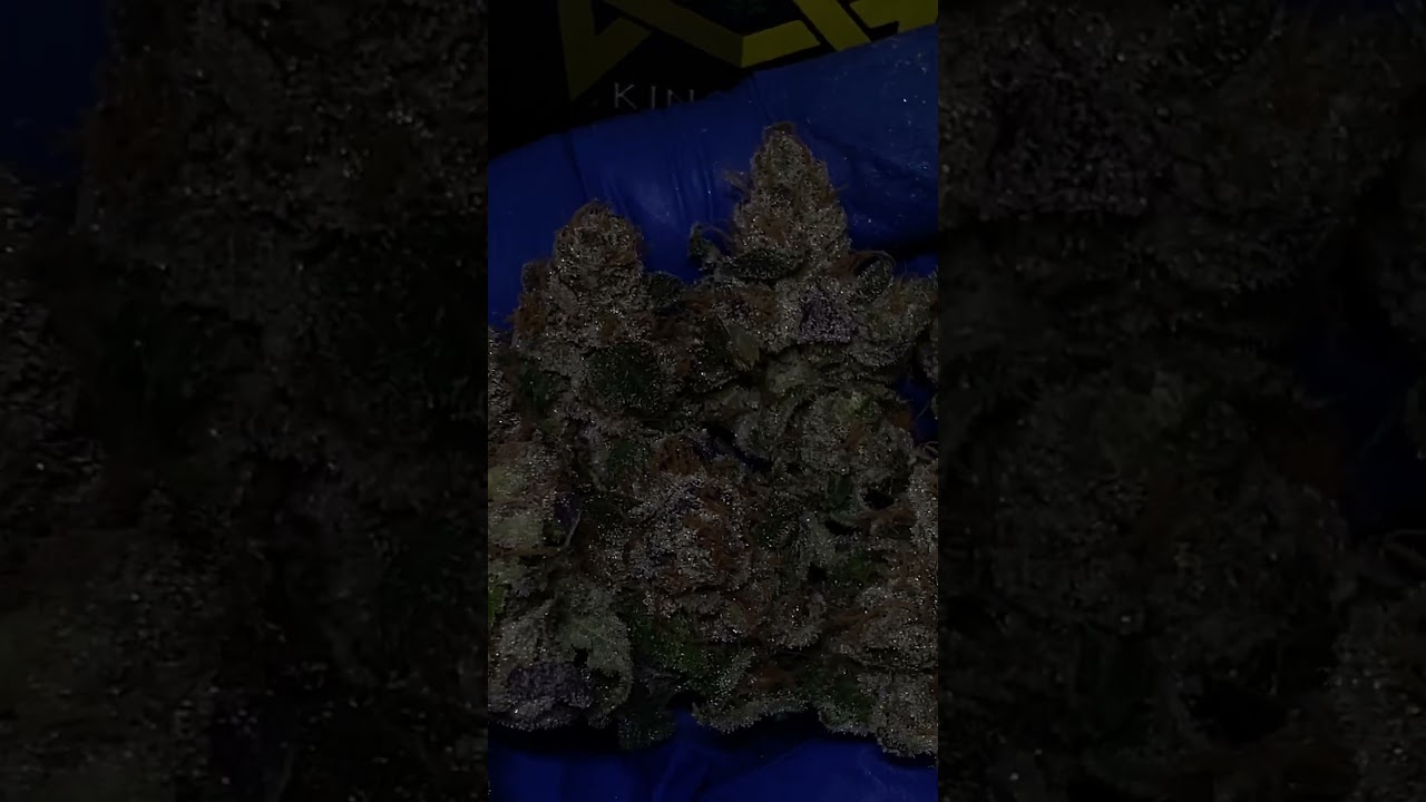 Crepes S1 - by kingseeds