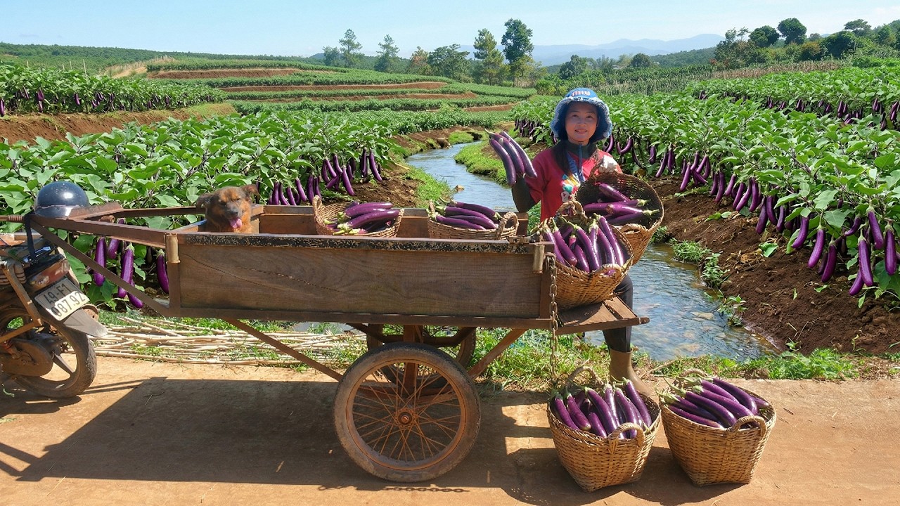 Harvest Eggplants To Sell At The Market – Cook Eggplant Rolls – Plant Cockscomb Flowers