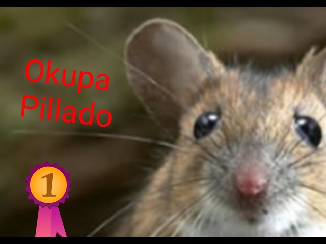 Quemador de gasoil no funciona no gira el ventilador por obstrucción y se enciende luz roja averia