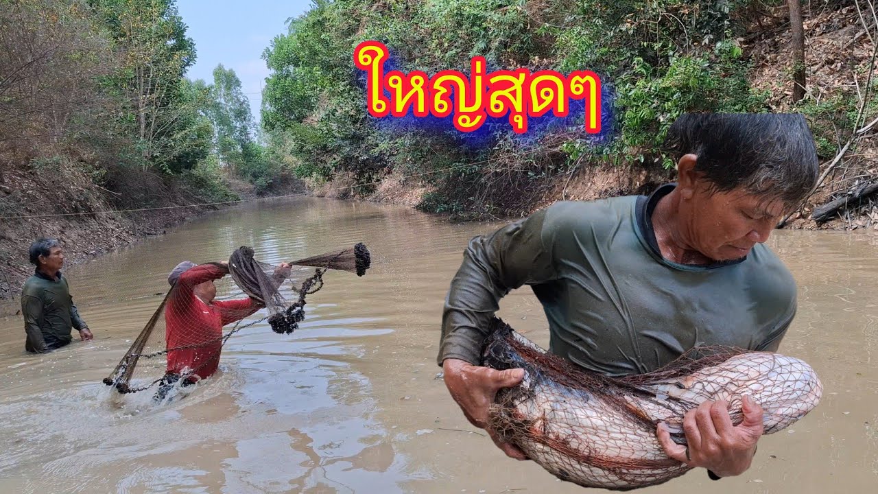 ซ้อนแห ปลาใหญ่เข้าแห หว่านแหปลาใหญ่ - ตกปลา หาอยู่หากิน