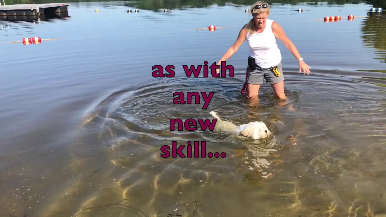 Ep  49 Dogs learn to swim!