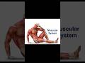 HUMAN MUSCULAR SYSTEM🛑 | EASY LEARN PHARMACY❣️❤️ | #pharmacist #shorts #short