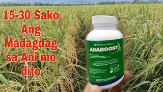 Ano ba ang Biofertilizer | Adaboost Biofertilizer | Adaboost yield enhancer | VAM