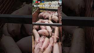 loading The Consignment.#piggery#swastikpigfarm #pig #businessideas #piggerybusiness#business #facts