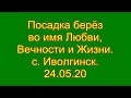 Посадка берёз во Славу победителей. Иволга. 24.05.20