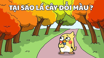 Tại sao LÁ CÂY ĐỔI MÀU THEO MÙA?