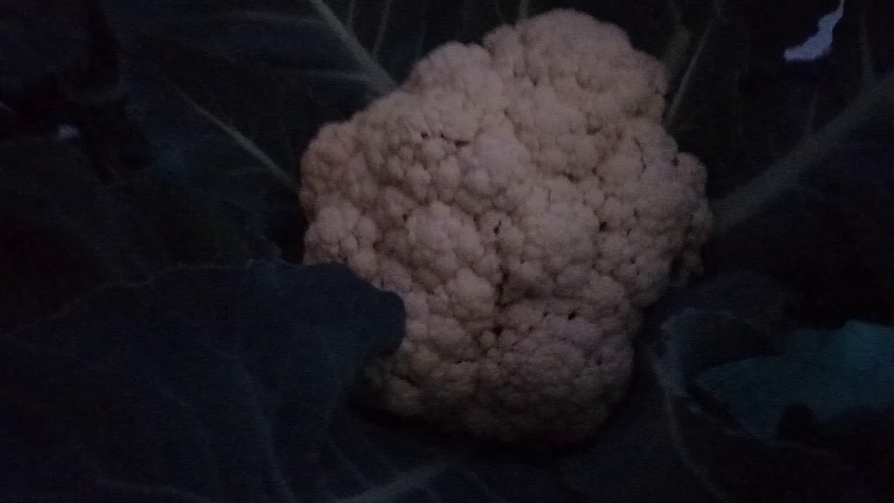 Kratky Hydroponic Broccoli and Cauliflower YouTube