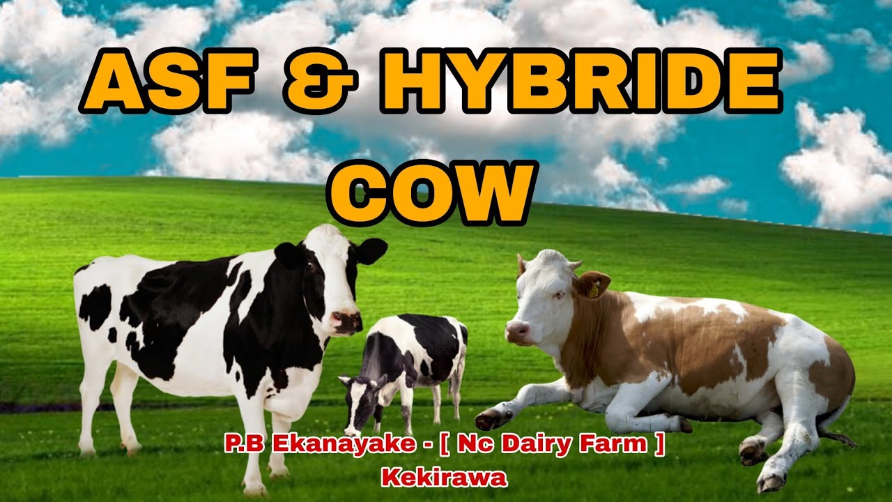 දෙමුහුම් සහ ASF සතුන් - Hybrids and ASF animals || 2023.11.23