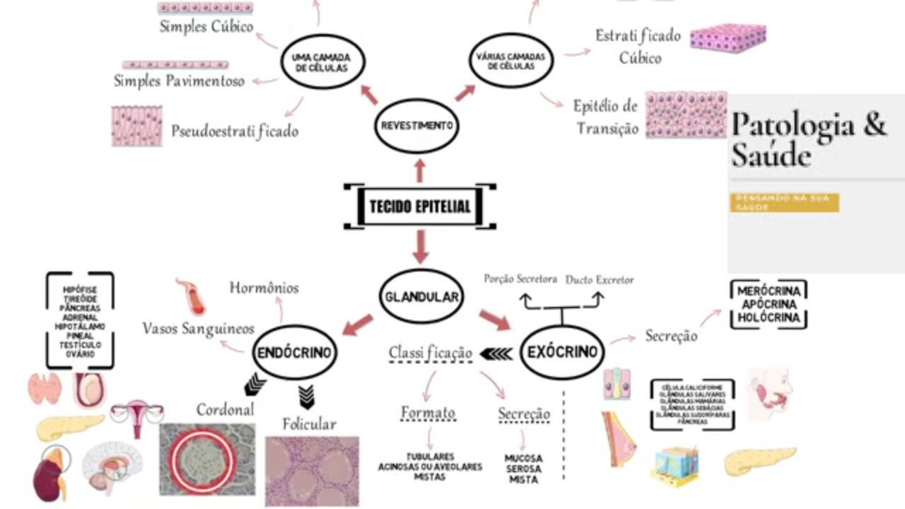 Mapa Mental Tecido Epitelial De Revestimento Histologia Youtube Sexiz Pix