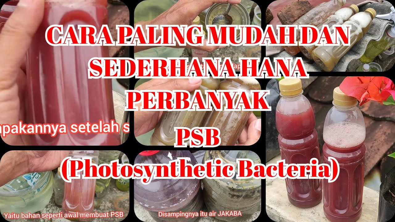 CARA MUDAH MEMPERBANYAK PSB‼️
