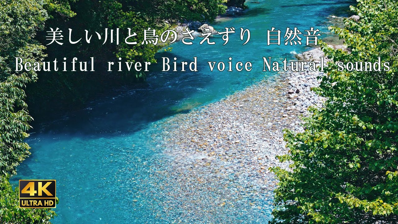 青く透き通る 川のせせらぎ 鳥のさえずり 睡眠動画 リラックス 自然の音 瞑想動画 ウグイス 野鳥 絶景 ターコイズブルー 流れる 風景 ...