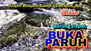 Download lagu Semua Jenis Burung Pasti Cepat Buka Paruh, Suara Air Terapi Burung, Suara Alam Bebas