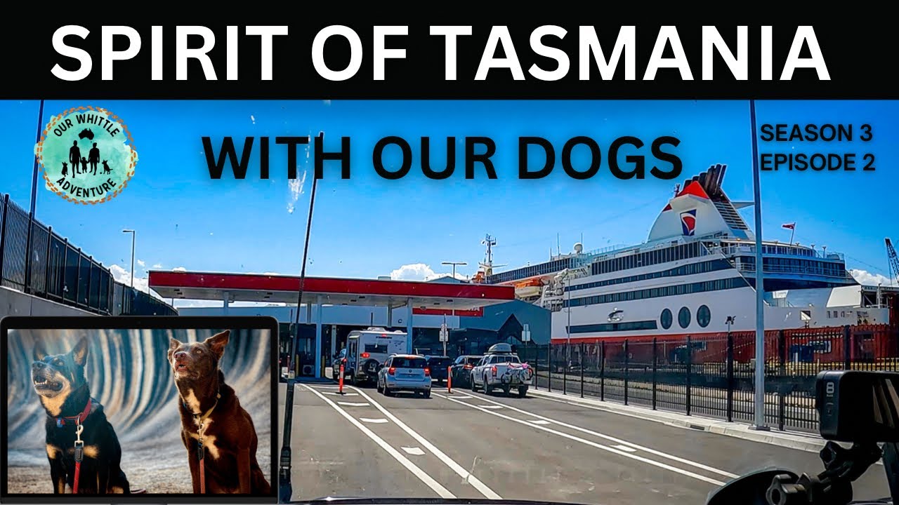 ДУХ ТАСМАНИЯ - С нашими собаками - Ночной парус