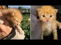 壁の中から救出された子猫が優しい保護主によりかわいすぎる姿を見せてくれた！