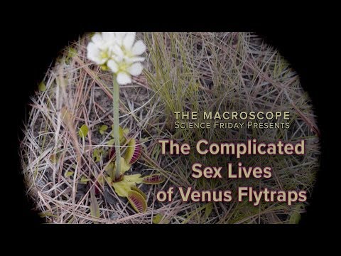 The Complicated Sex Lives of Venus Flytraps