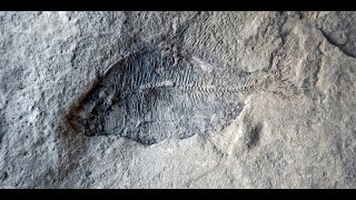 Creationist Thinks Earth is 6,000 Years Old, Finds 60 Million Year Old Fossil screenshot 5