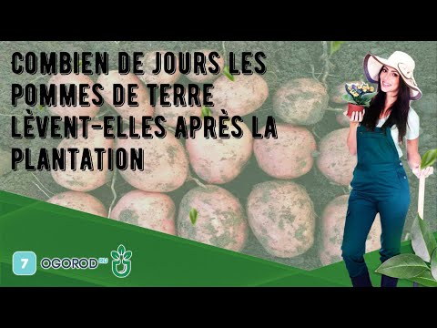 Vidéo: Planter des pommes de terre en Sibérie. Calendrier, méthodes, engrais nécessaires