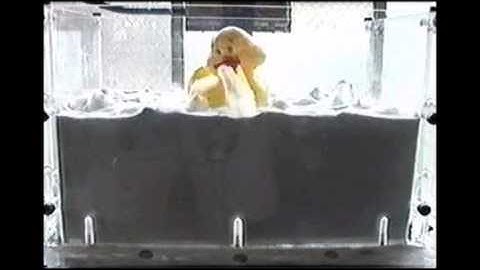 Fluidization - Jeremy the Duck