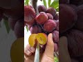 Best relaxing fruit tree farming oddly satisfying fresh fruitsshorts monty