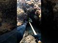 Underwater POV Hunt 😱 | Catching Bladefin Basslet with Stick