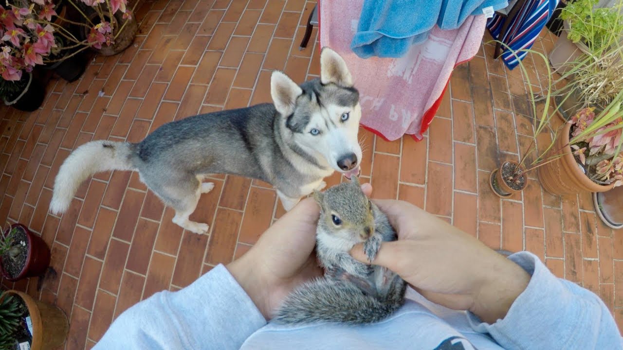 Resultado de imagen para squirrel and husky