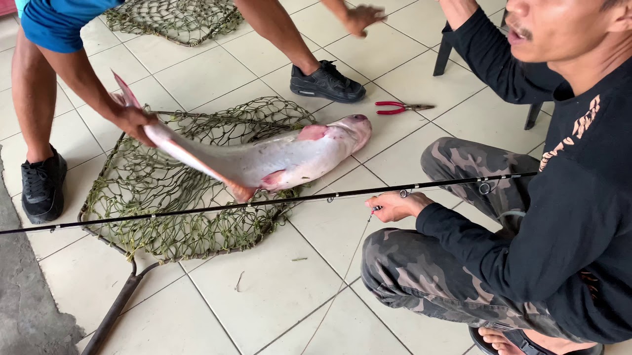Target Patin 8.88kg @ Kolam Pancing Seksyen 24 