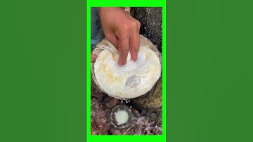 TECHNIQUE OF SCRAPING THE BARK TO RECEIVE TREE SAP PART 20 #asmr #caosu