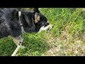 Walking Lapponian herder/Husky Mix on nature trail- Hardberger Park の動画、YouTube動画。