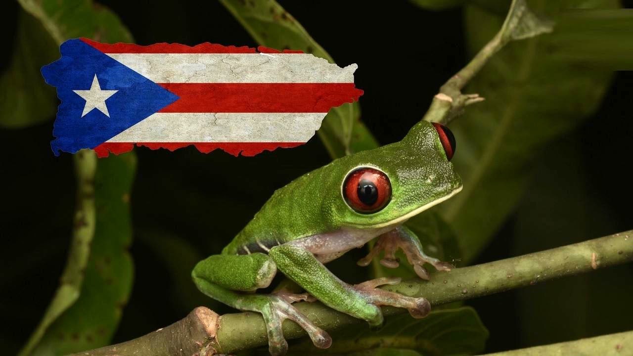 Frog Coqui Ringtone Download