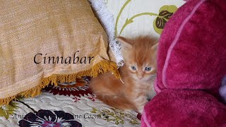 Introducing..Maine Coon Kitten Cinnabar!