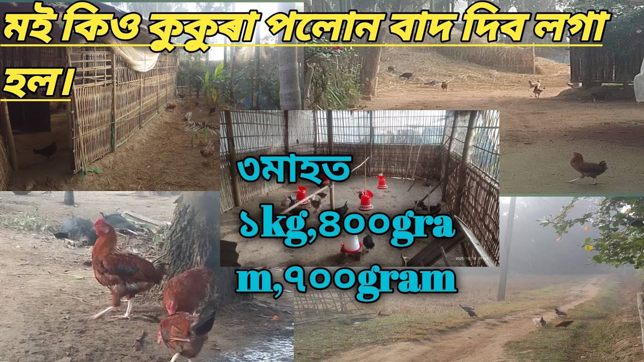 ফাৰ্ম ভিতৰত কুকুৰা পালন কৰাত কেই নকৰাই ভাল।🤔😞Assam #farming #🐓🐓