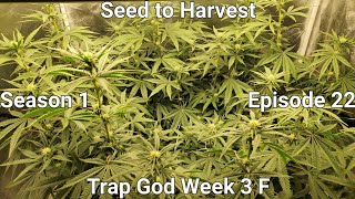 Seed to Harvest: Trap God Solfire Gardens Week 3 of Flower. | Grow Journal S1 Episode 22