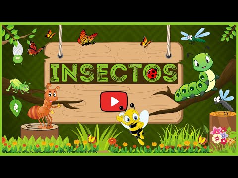 Insectos | Videos Educativos Para Niños hqdefault