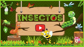 Insectos | Videos Educativos Para Niños