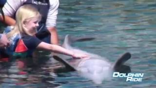 Nado Dolphin Ride | Delphinus