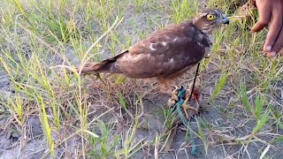 Quail hunting with sparrowhawk |Batair ka Shikar | hunting in Pakistan