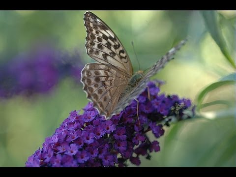 Vidéo: Comment faire pousser des noix (avec des photos)