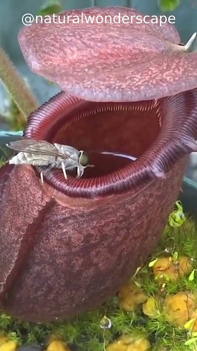 Nepenthes rajah Flower eating Insect 😳😳😳#shorts #viral #nature #rajah