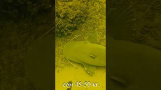 Catfish eater | spearfishing | Сом людоед на подводной охоте #Shorts #ценитель