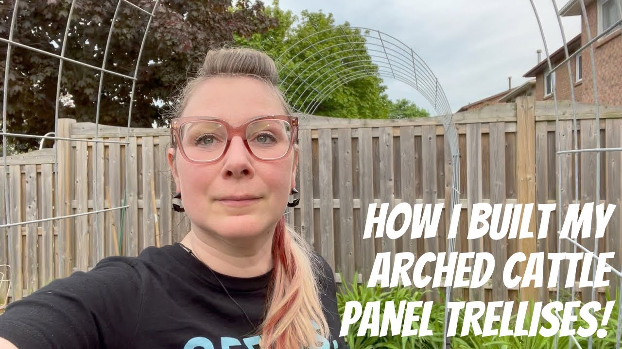 Growing VERTICALLY with arched cattle panel trellises