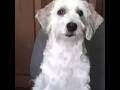 Descansa en paz curly#triste