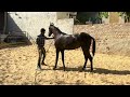 How to train a horse for farrier job