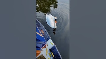 Swan comes to say goodbye