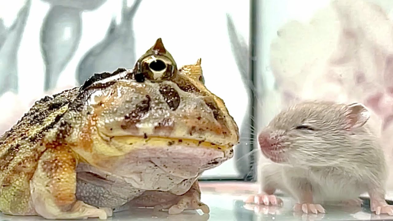 WARNING LIVE FEEDING! When does the frog enter predation? YouTube