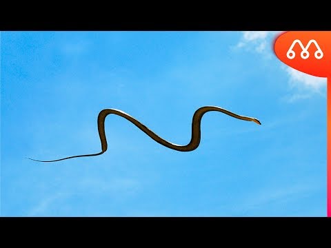 Vídeo: Cobra voadora incrível